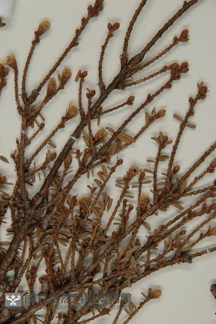 臺灣鐵杉藏品圖，第5張