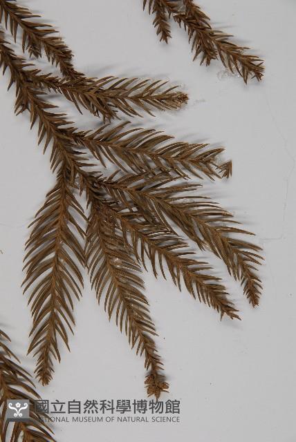 柳杉藏品圖，第5張