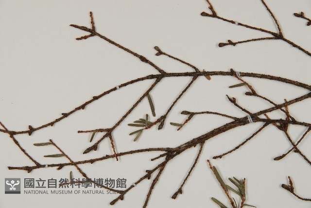 臺灣鐵杉藏品圖，第5張