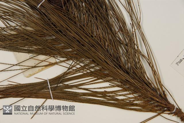 馬尾松藏品圖，第5張