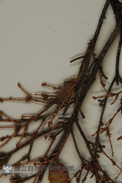 臺灣鐵杉藏品圖，第5張