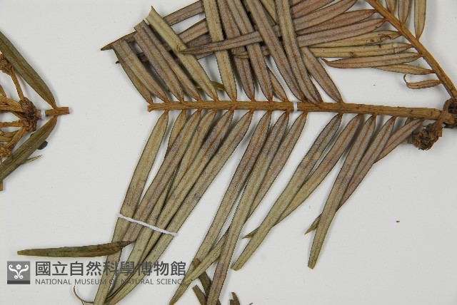 三尖杉藏品圖，第5張