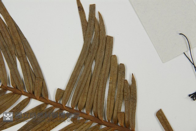 三尖杉藏品圖，第5張