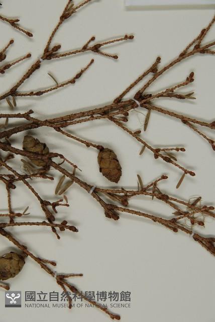 臺灣鐵杉藏品圖，第5張