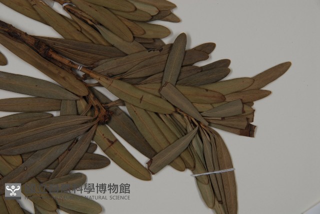 蘭嶼羅漢松藏品圖，第4張