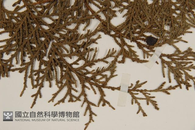 側柏藏品圖，第5張