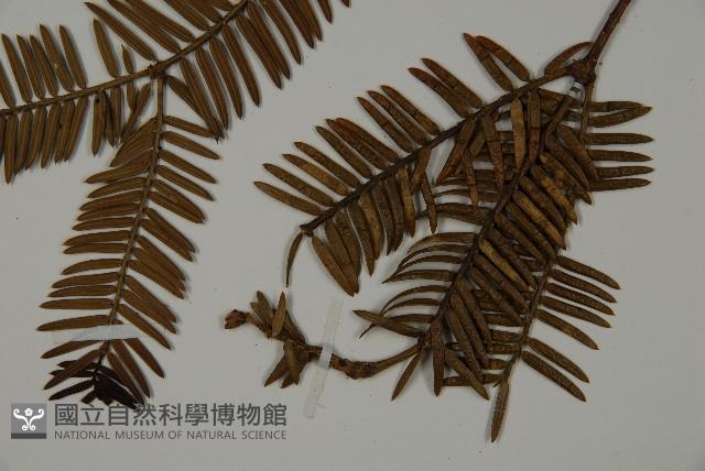 香榧藏品圖，第5張