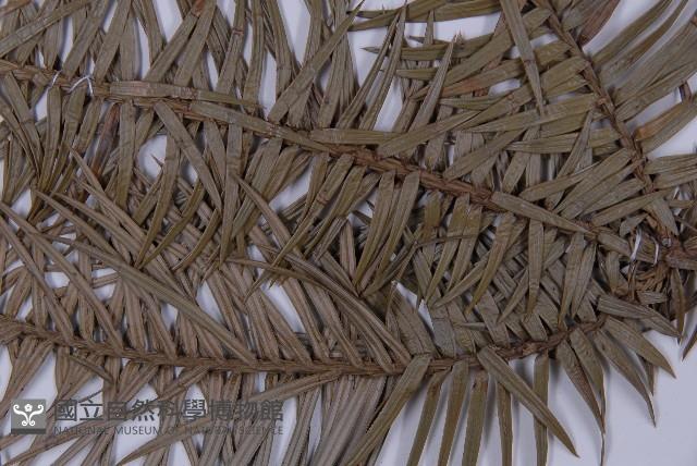 杉木藏品圖，第5張