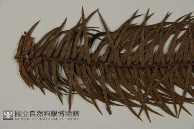 柳杉藏品圖，第5張