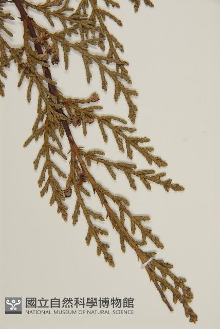 檜柏藏品圖，第5張