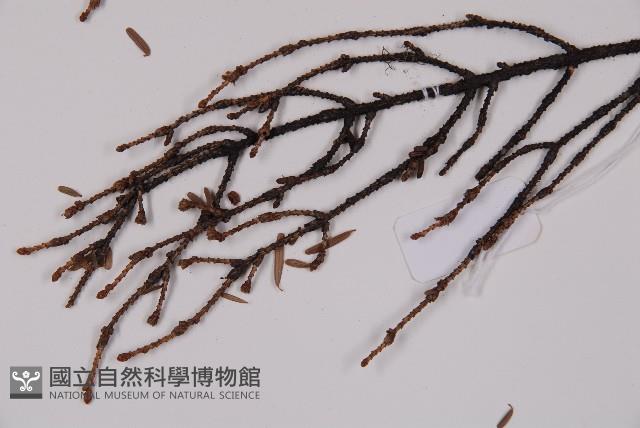 臺灣鐵杉藏品圖，第4張