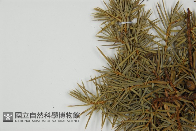 刺柏藏品圖，第5張