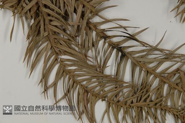 杉木藏品圖，第5張