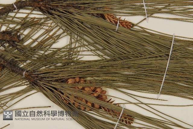臺灣二葉松藏品圖，第7張
