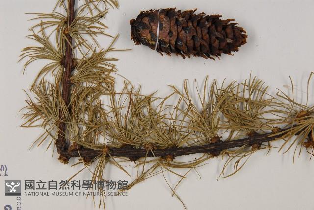 大果紅杉藏品圖，第5張