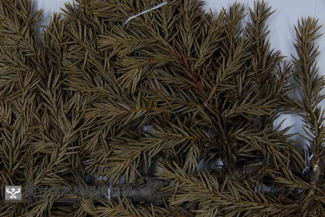 香青藏品圖，第5張