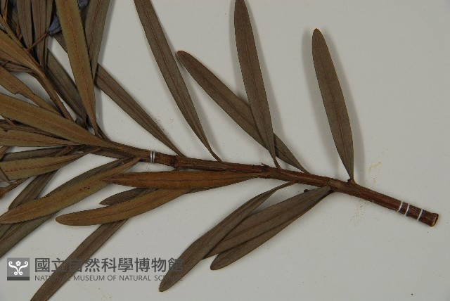 大葉羅漢松藏品圖，第5張