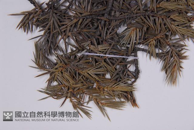 刺柏藏品圖，第5張