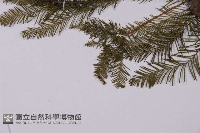 落羽松、美國水松藏品圖，第5張
