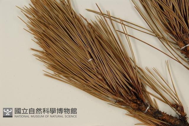 臺灣二葉松藏品圖，第4張