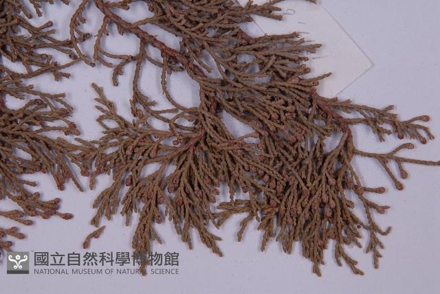 大果圓柏藏品圖，第5張