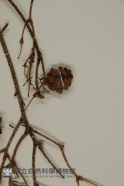 台灣鐵杉藏品圖，第5張