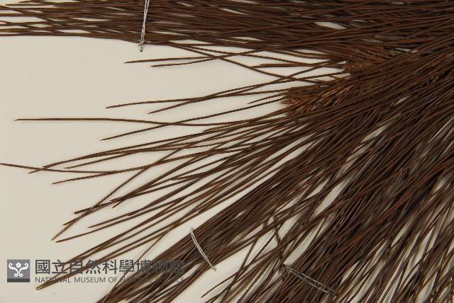 臺灣二葉松藏品圖，第4張