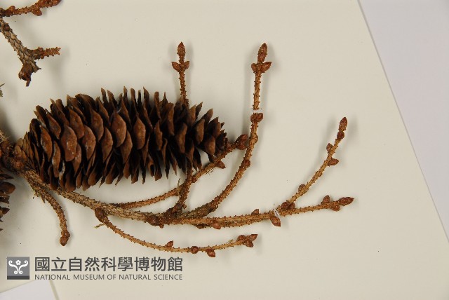 臺灣雲杉藏品圖，第5張
