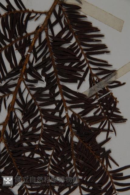 臺灣紅豆杉、紫杉、南方紅豆杉藏品圖，第5張