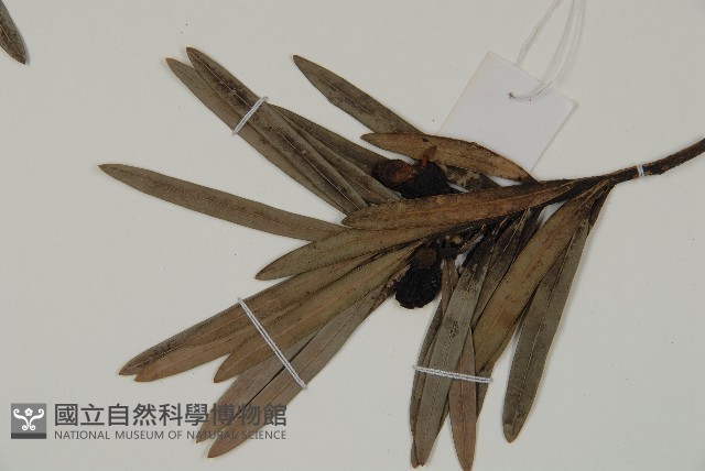 大葉羅漢松藏品圖，第5張