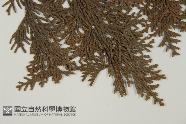 紅檜藏品圖，第5張