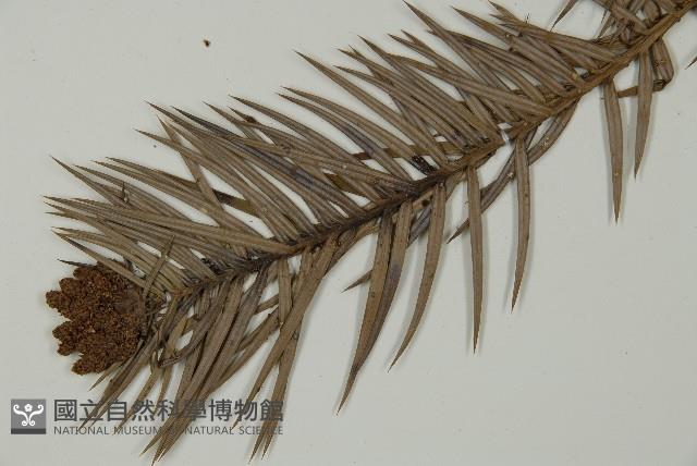 杉木藏品圖，第5張