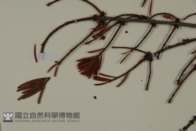 臺灣黃杉藏品圖，第4張