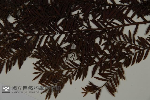 臺灣紅豆杉、紫杉、南方紅豆杉藏品圖，第5張