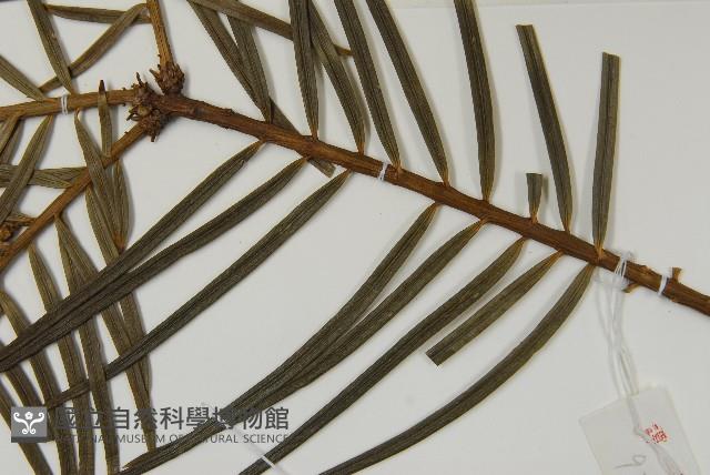 三尖杉藏品圖，第5張