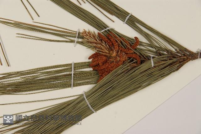 臺灣二葉松藏品圖，第4張