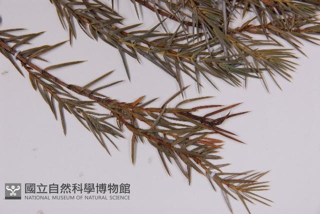 刺柏藏品圖，第5張