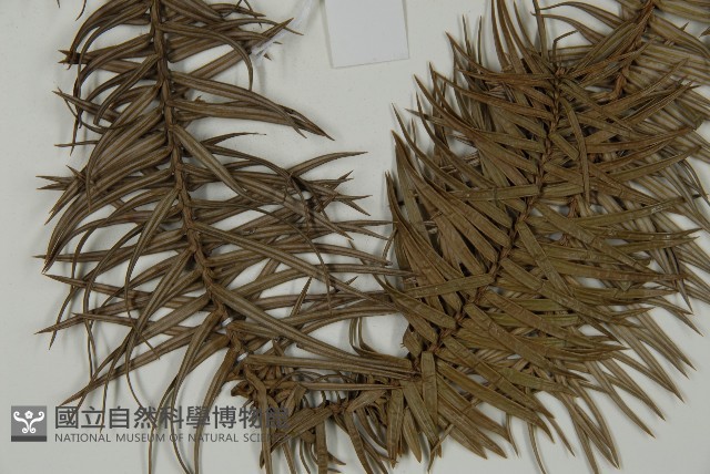 杉木藏品圖，第5張