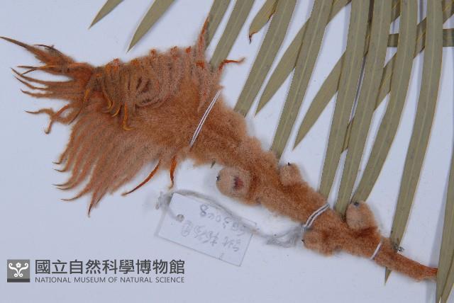 台東蘇鐵藏品圖，第4張