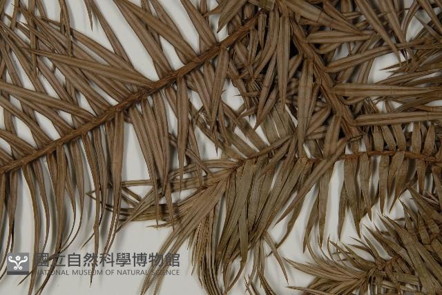 杉木藏品圖，第5張