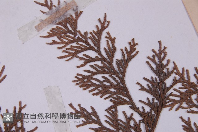 臺灣扁柏藏品圖，第5張