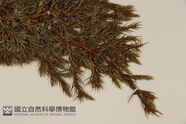 香青藏品圖，第5張