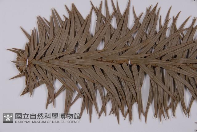 杉木藏品圖，第5張