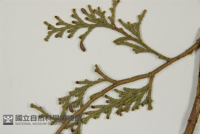 台灣肖楠藏品圖，第5張