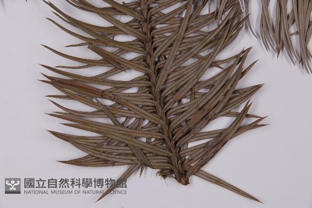 杉木藏品圖，第5張