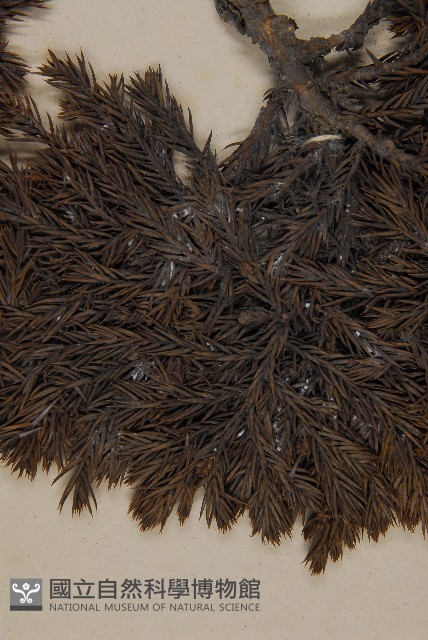 香青藏品圖，第5張