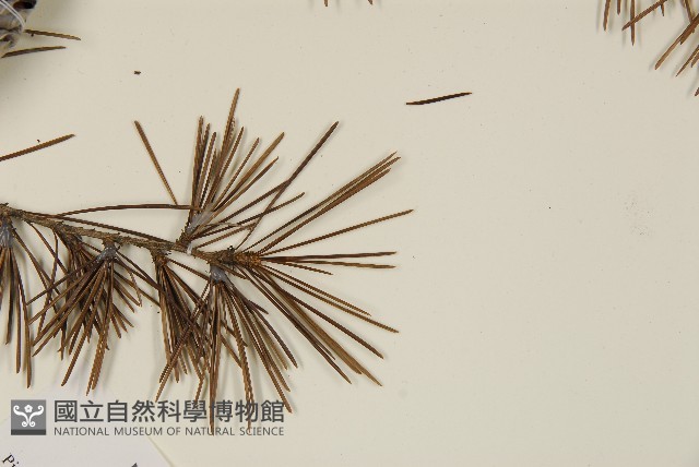 雪松藏品圖，第5張
