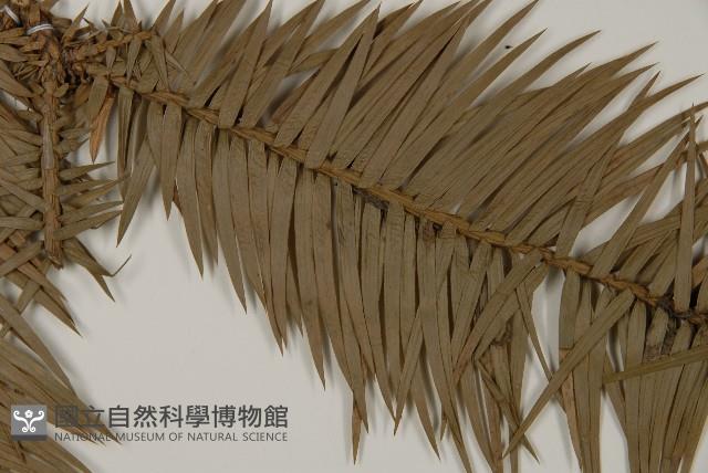 杉木藏品圖，第5張