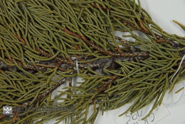 清水圓柏藏品圖，第5張