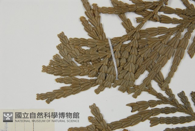 福建柏藏品圖，第5張